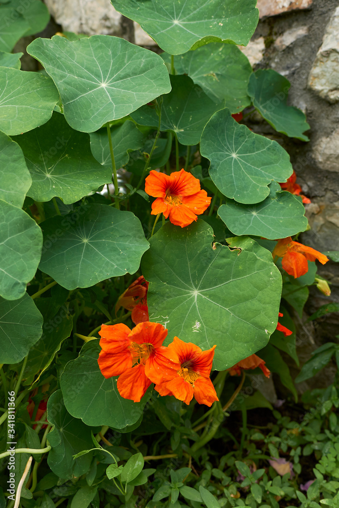 Tropaeolum majus