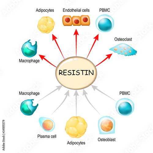 Resistin is a hormone from adipose tissue, regulator of inflammation, autoimmune processes, obesity and insulin resistance. photo