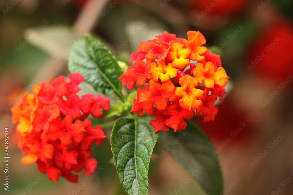 Lantana Camara also known as Spanish Flag or West Indian Lantana Lantana Camara also known as Spanish Flag or West Indian Lantana