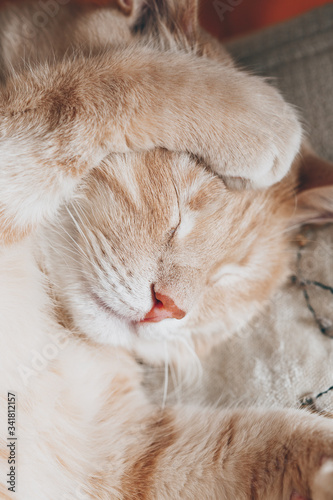 Red cat is washing, close-up