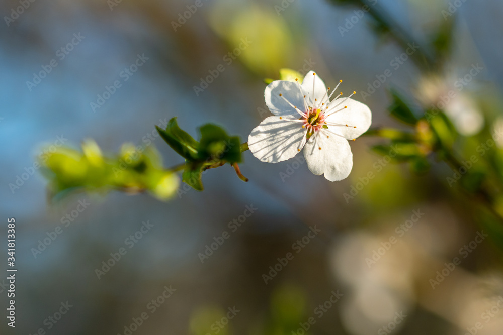 Spring flowers. Beautifully blossoming tree branch. Spring flowers. Beautifully blossoming tree branch.