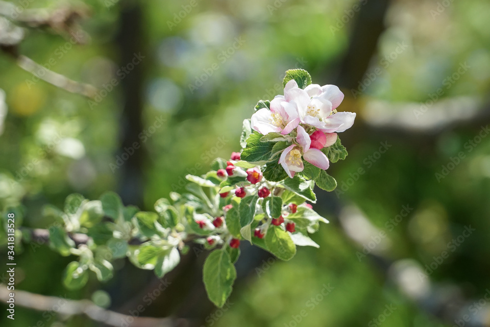 Aufblühende weiß rosa Apfelbaum Knospe blüht im Frühling auf. Einzelner Ast am grünen blühenden Baum sticht hervor. Aufblühende weiß rosa Apfelbaum Knospe blüht im Frühling auf. Einzelner Ast am grünen blühenden Baum sticht hervor.