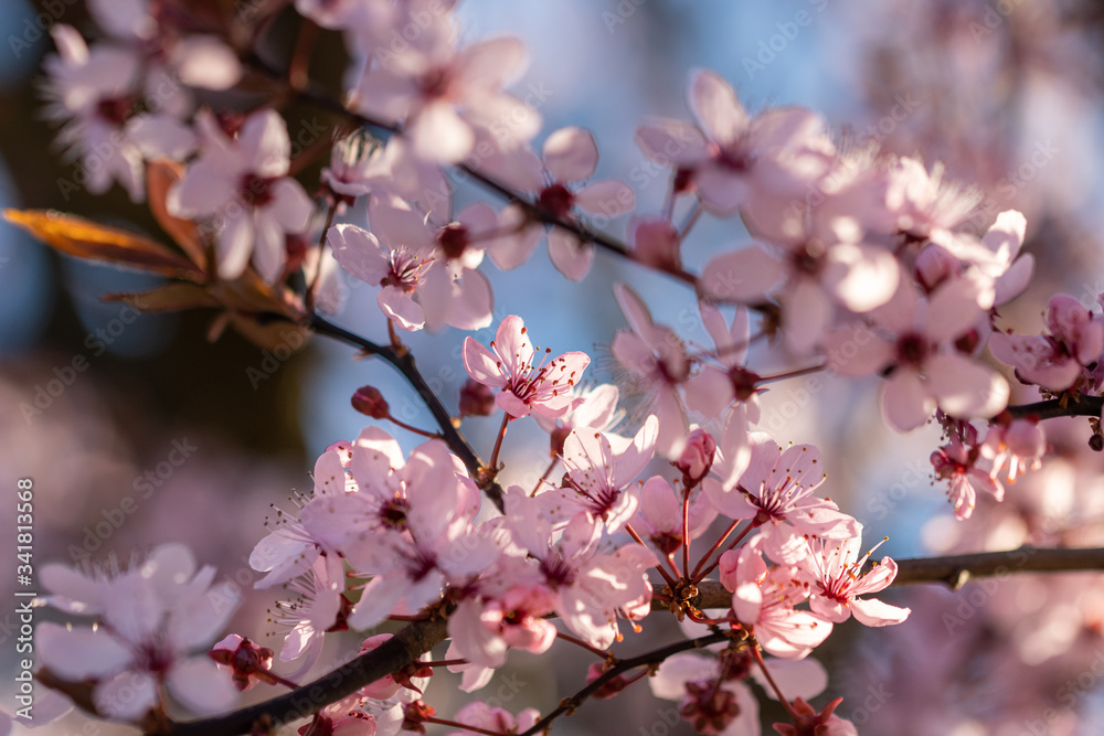 Spring flowers. Beautifully blossoming tree branch. Spring flowers. Beautifully blossoming tree branch.