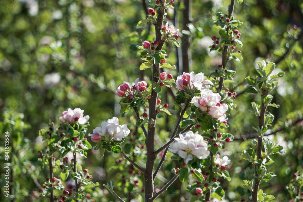 Obraz premium Blüten eines Apfelbaums blühen in der Baumkrone bei Tageslicht. Weiß, rosa, rote Blüten. Geschlossene Knospen. Spitze des Baumes. Close-Up