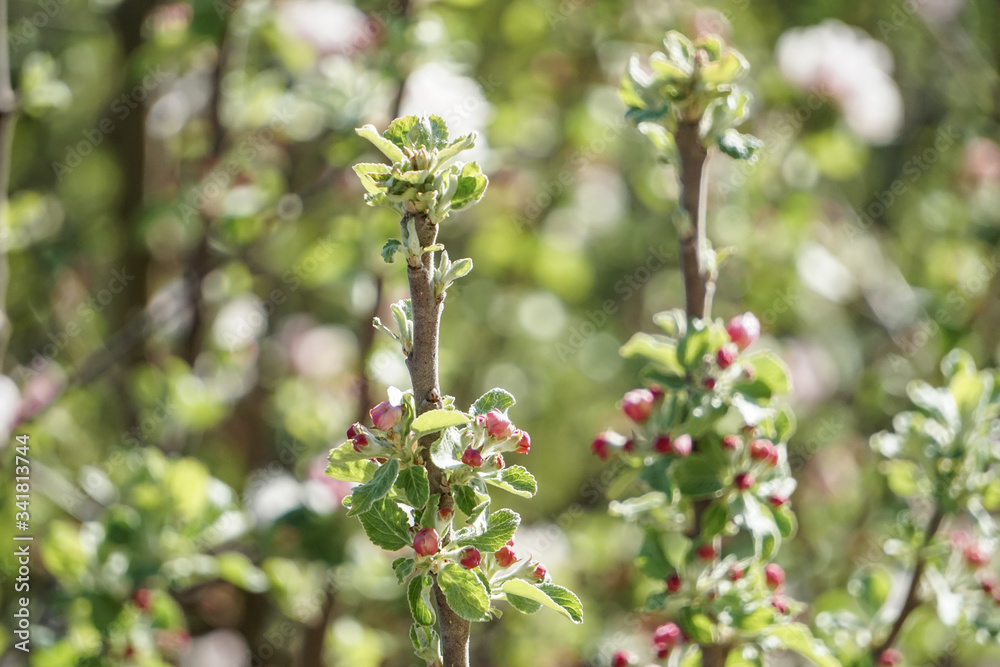 Spitze eines Apfelbaums im Frühling. Knospen leuchten grün, rosa bei Sonnenlicht. Baumkrone. Makro. Europa. Deutschland. Bayern. Spitze eines Apfelbaums im Frühling. Knospen leuchten grün, rosa bei Sonnenlicht. Baumkrone. Makro. Europa. Deutschland. Bayern.