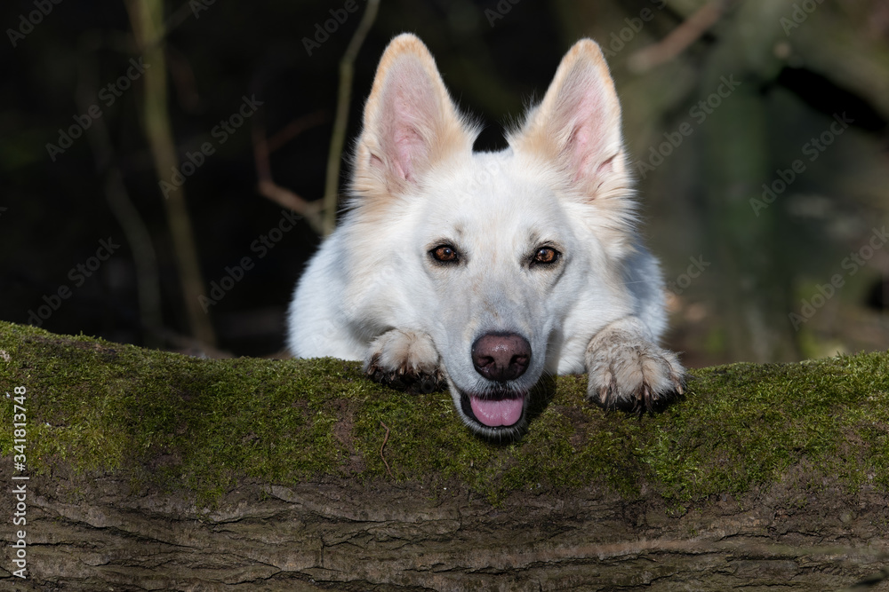 Obraz premium Schäferhund 786, weiß