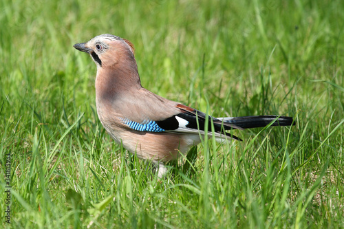  A jay on green grass