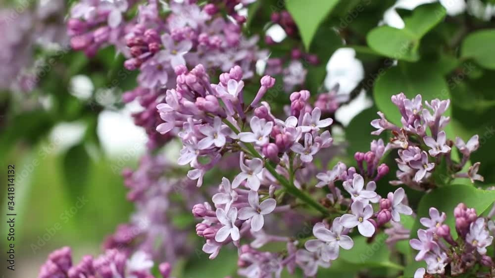 Beautiful purple flowers of the lilac tree gently moved by the wind. Beautiful purple flowers of the lilac tree gently moved by the wind.