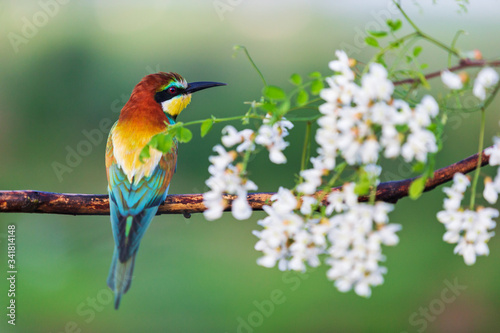 beautiful colorful bird among flowering branches