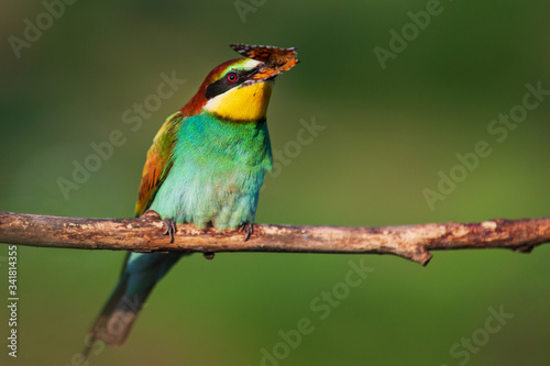 bee-eater on a branch with a butterfly in its beak