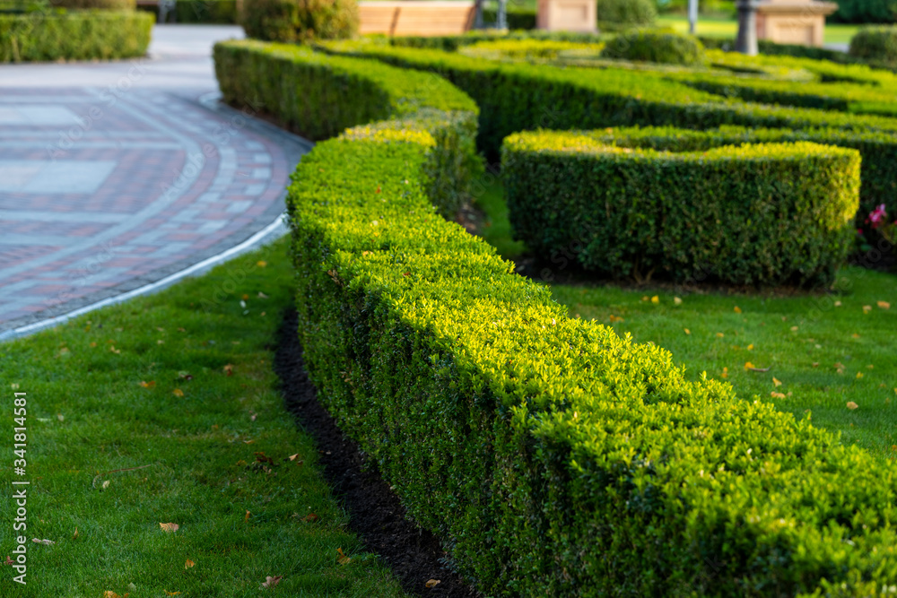 trimmed geometric bushes in landscape design at sunset