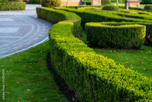 trimmed geometric bushes in landscape design at sunset photo