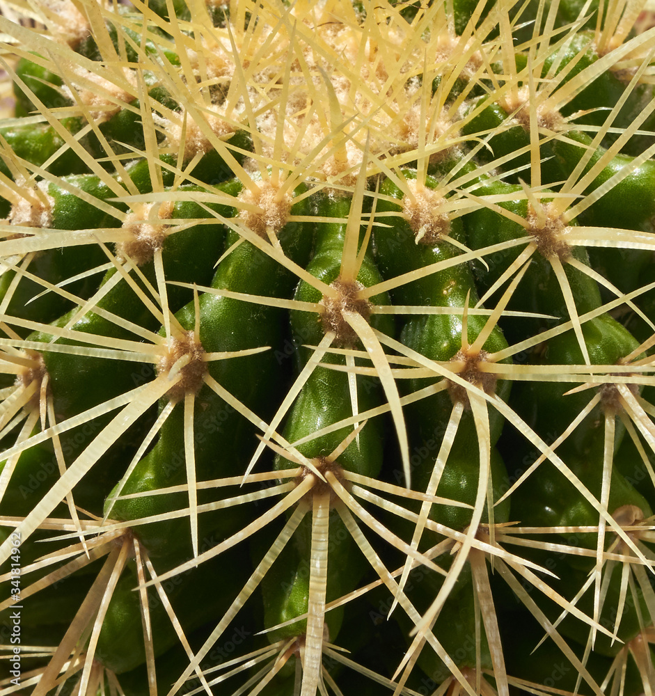 spiny cactus flower growing in a pot on the window spiny cactus flower growing in a pot on the window