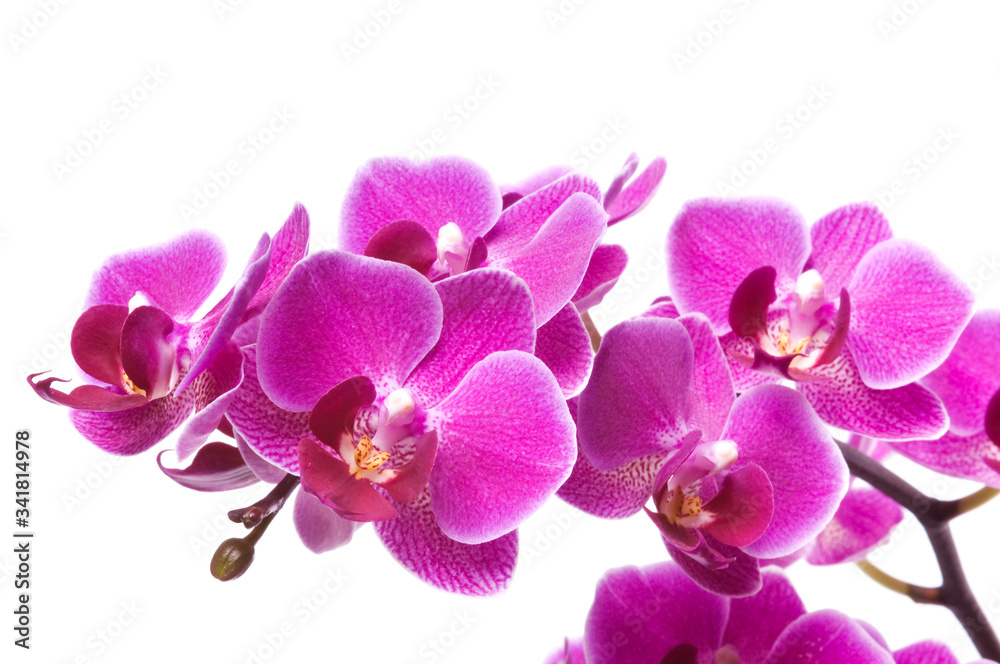 Fototapeta premium Beautiful bouquet of pink orchid flowers. Bunch of luxury tropical magenta orchids - phalaenopsis - isolated on white background. Studio shot