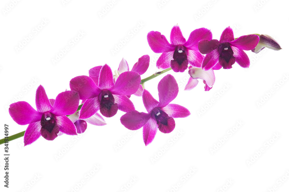 Obraz premium Beautiful bouquet of purple orchid flowers. Bunch of luxury tropical magenta orchids - dendrobium - isolated on white background. Studio shot