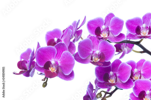 Fototapeta Naklejka Na Ścianę i Meble -  Beautiful bouquet of magenta orchid flowers. Bunch of luxury tropical purple orchids - phalaenopsis - isolated on white background. Studio shot