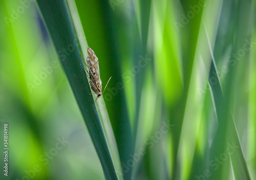 Small moth resting in green pond reeds lit by sunlight forming an abstract pattern. 