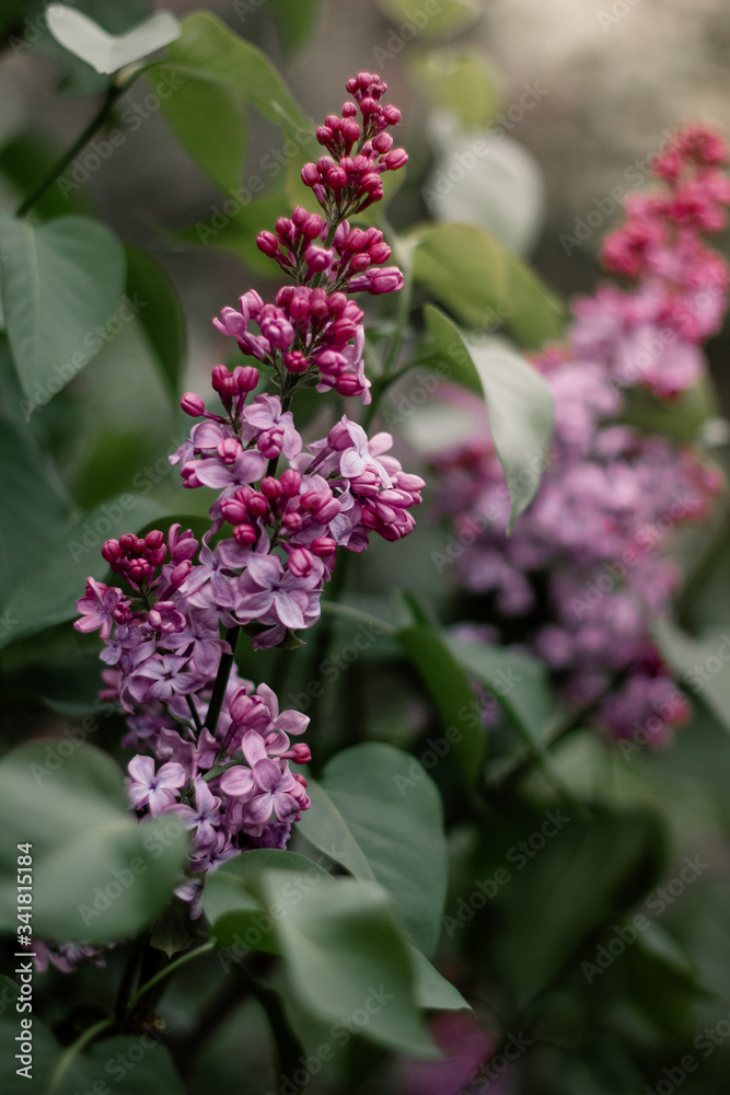 Lilac flowers blossoming on tree on sunny day, spring. Blossom, bloom, flowering. Spring season concept. Nature, beauty, environment. New life, growth. Lilac flowers blossoming on tree on sunny day, spring. Blossom, bloom, flowering. Spring season concept. Nature, beauty, environment. New life, growth.