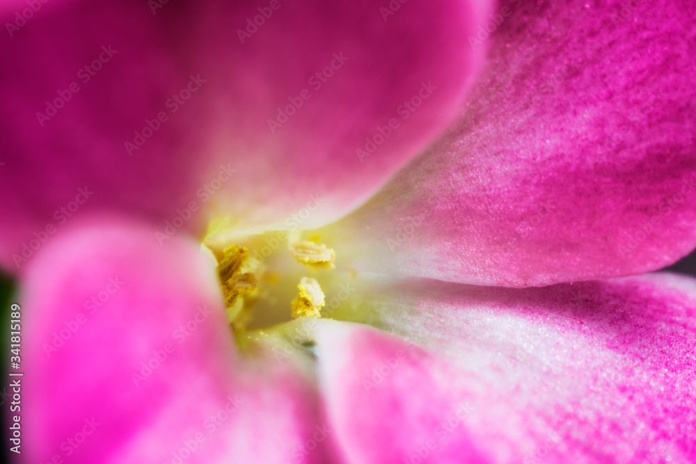 close up of pink tulip