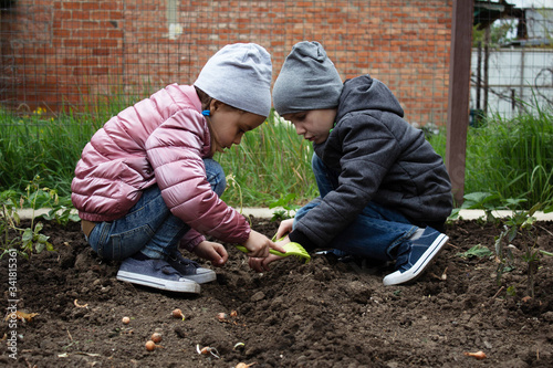 Children manually planted onions on the black soil together as a concept of preserving peace