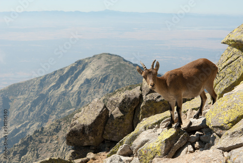 Cabra montés de la Sierra de Gredos (Capra pyrenaica victoriae) en el pico de La Mira (2.343 m). Al fondo el Cabezo del Cervunal (2.089 m).