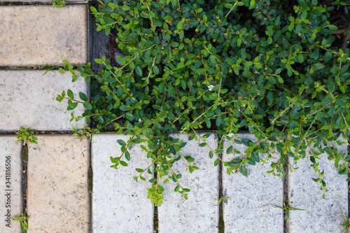 Pattern of a gray tile of a sidewalk and a green bush with small leaves and a white flower. Vintage concept with copy space © Alex