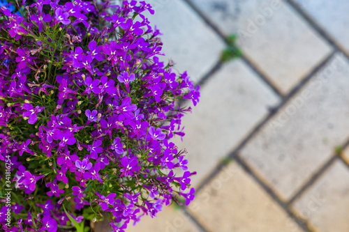 Fototapeta Naklejka Na Ścianę i Meble -  Pattern of a gray tile of a sidewalk and small purple flowers. Vintage concept with copy space. A decorative plants at sidewalk