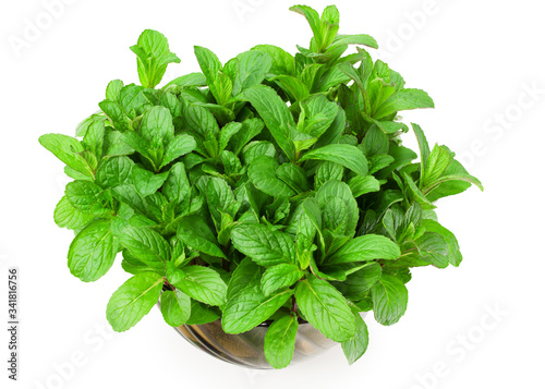 Fresh mint plant in a pot isolated on white background. top view
