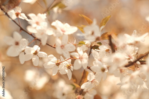 cherry tree blossom © Nika