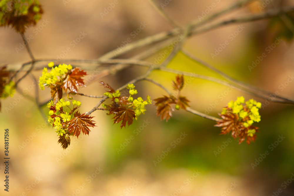 Closeup of green and new reddish leaves growing from a tree at the beginning of the spring season. Closeup of green and new reddish leaves growing from a tree at the beginning of the spring season.