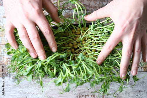 Microgreen in a pot. Hands touch microgreen. Growing greens at home.