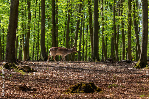 Dama dama, European fallow deer grazing in a beautiful, green, deciduous forest. Wild photography.