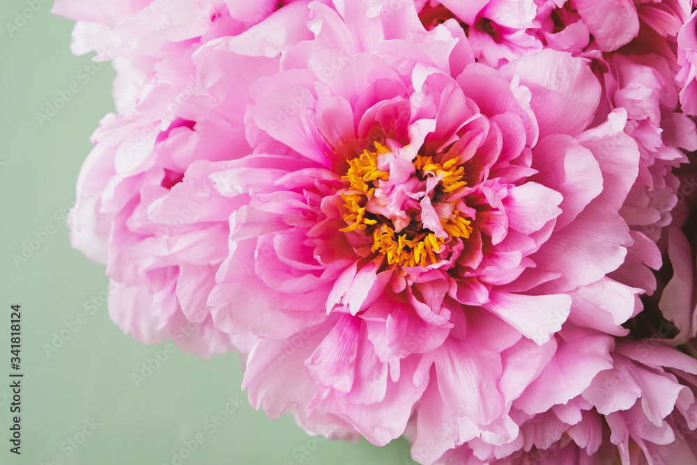 Fresh pink peony flowers in full bloom on mint green background.
