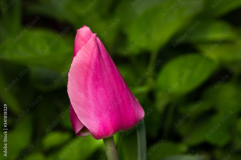 Purple tulip flower with leaf in background