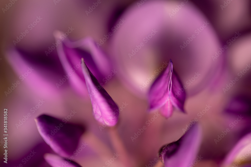 Wisteria japanese purple flower Wisteria japanese purple flower