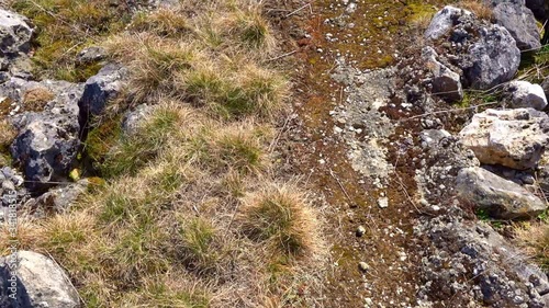 path leading through the stones