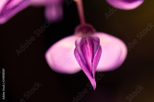 Wisteria japanese purple flower 