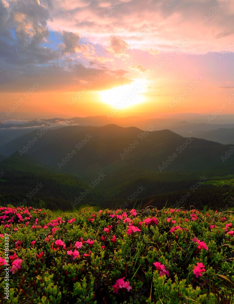 vertical summer sunrise landscape in Europe,  blooming pink rhododendrons flowers,, wonderful dawn sunlight, scenic floral nature image, Europe, Carpathians, border Ukraine - Romania, Marmarosy