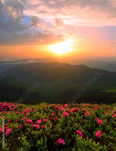 vertical summer sunrise landscape in Europe   blooming pink rhododendrons flowers   wonderful dawn sunlight  scenic floral nature image  Europe  Carpathians  border Ukraine - Romania  Marmarosy