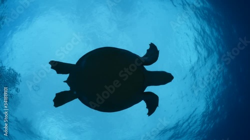 sea turtle underwater swim and eat relaxing ocean scenery 