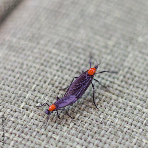 Lovebugs (Plecia nearctica), also known as march fly, honeymoon fly or double-headed bug, are abundant on the Gulf Coast every spring photo