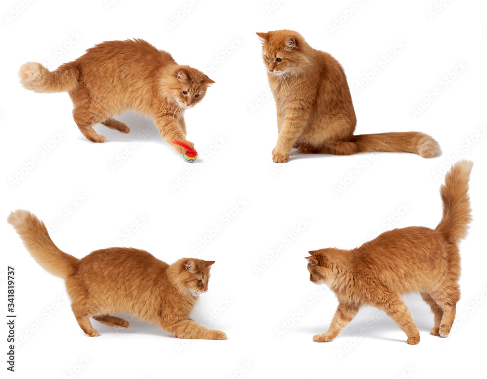adult fluffy red cat plays with a red ball, cute animal isolated