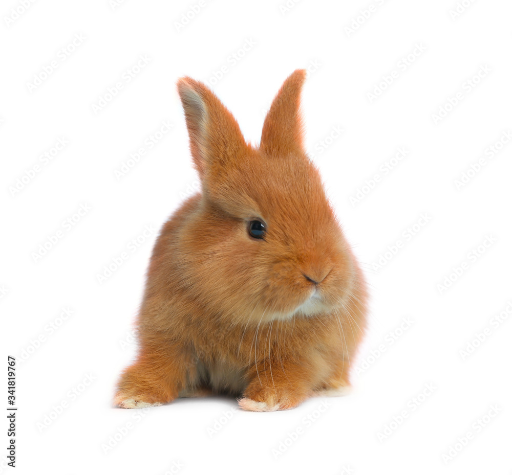Adorable fluffy Easter bunny on white background