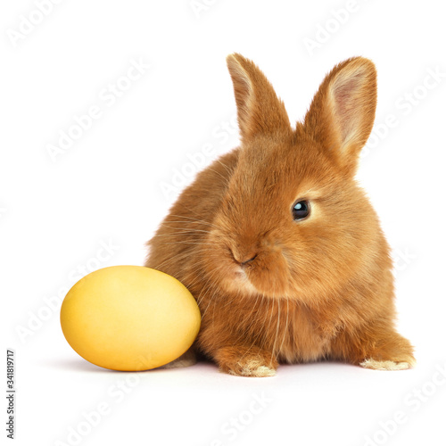 Adorable fluffy Easter bunny and dyed egg on white background © New Africa