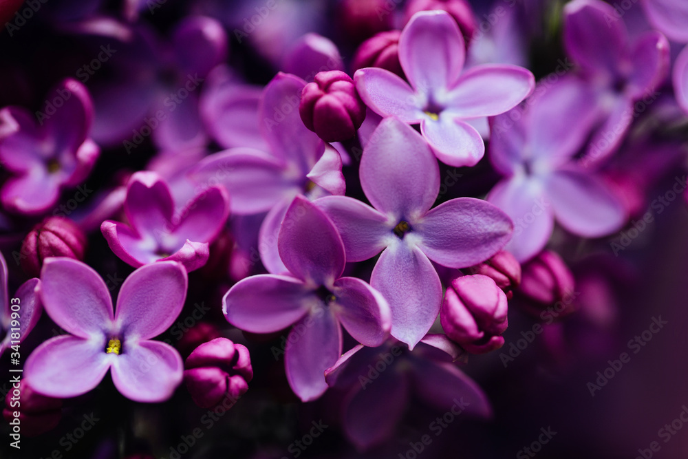 Lilac blossom in spring. Macro shot of a lilac in spring. Lilac blossom in spring. Macro shot of a lilac in spring.