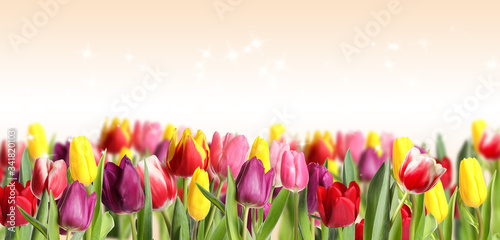 Принти на полотні Many beautiful tulips on light background. Banner design