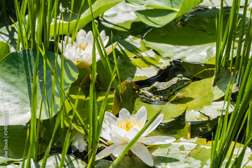 Frosch zwischen Wasserlilien und Teichblättern