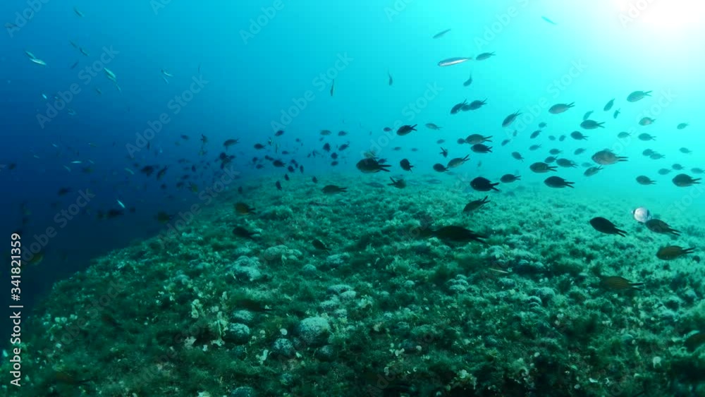 school of little fish swim under sun shine and beams underwater mediterranean sea ocean scenery school of little fish swim under sun shine and beams underwater mediterranean sea ocean scenery