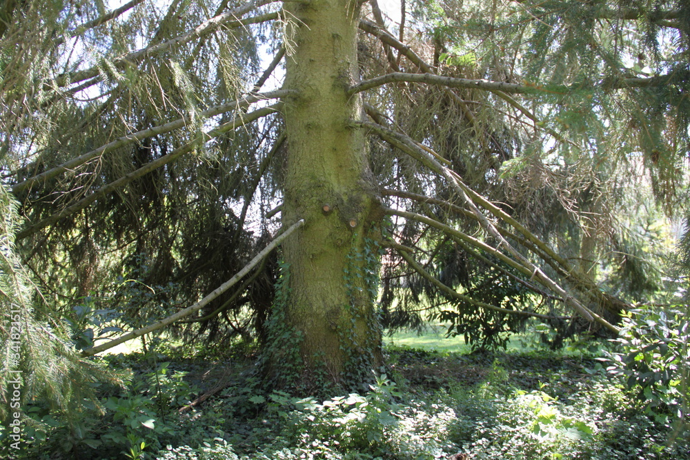 Naklejka premium Old large pine tree trunk