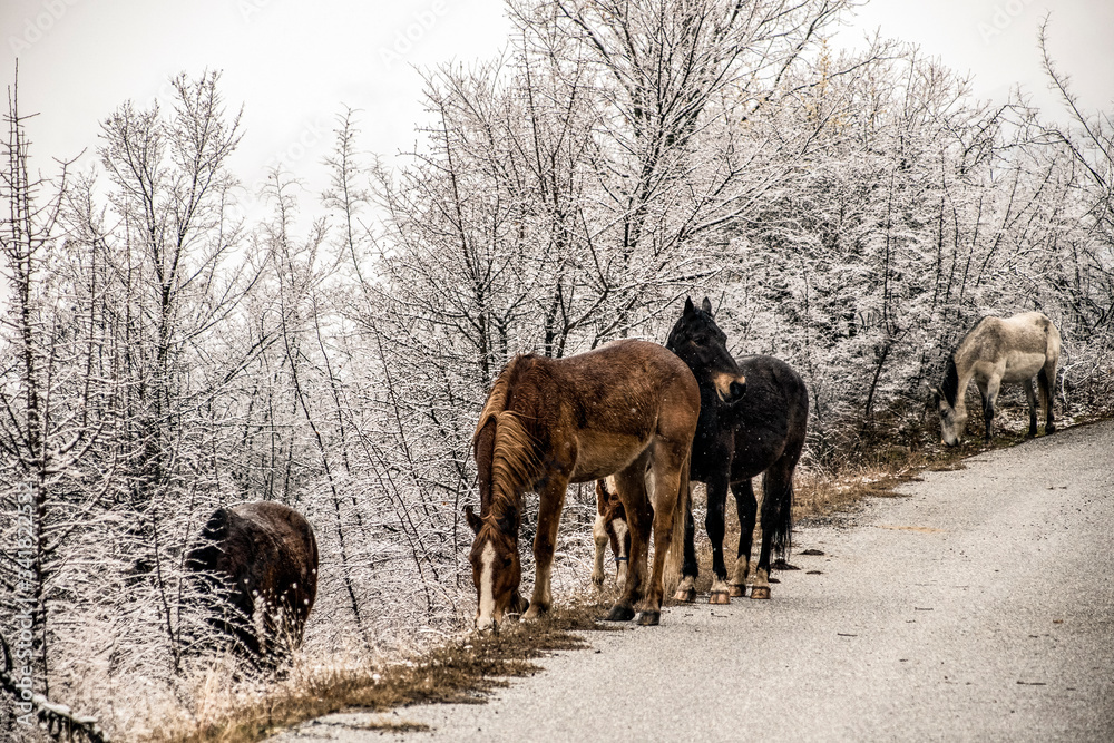 Horses in the snow Poroia Greece Horses in the snow Poroia Greece